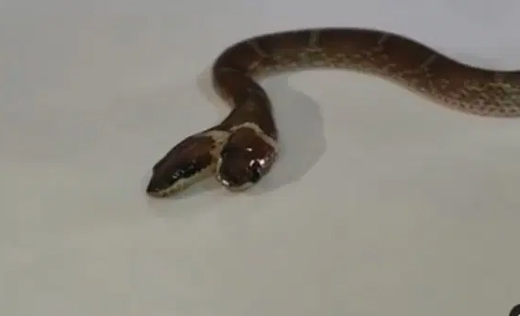 Two headed snake